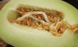 吃银瓜会过敏吗,食用安全需谨慎